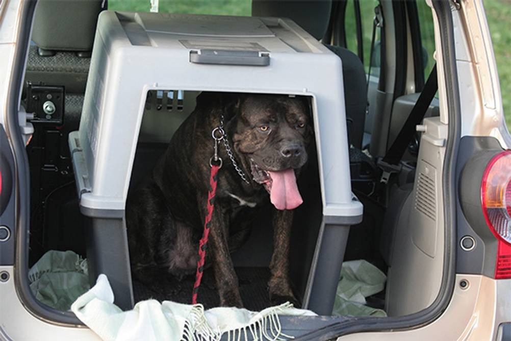 Auto-Hundebox im Test: Ein Cane Corso ist in einer großen Kunststoff-Autobox.