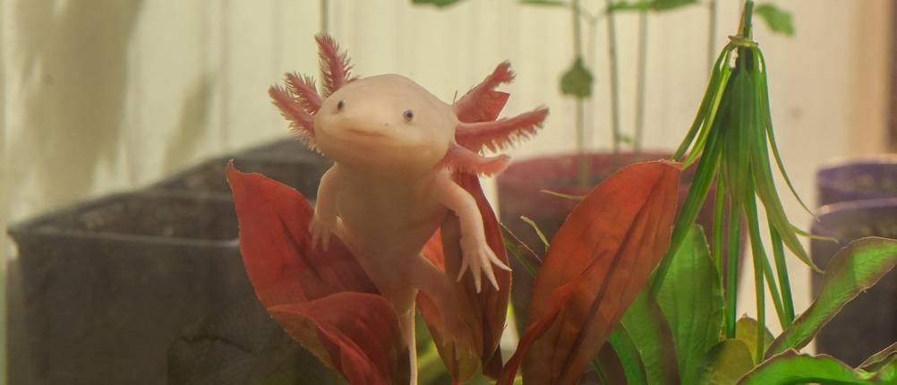 Axolotl-Plüschtier-Test