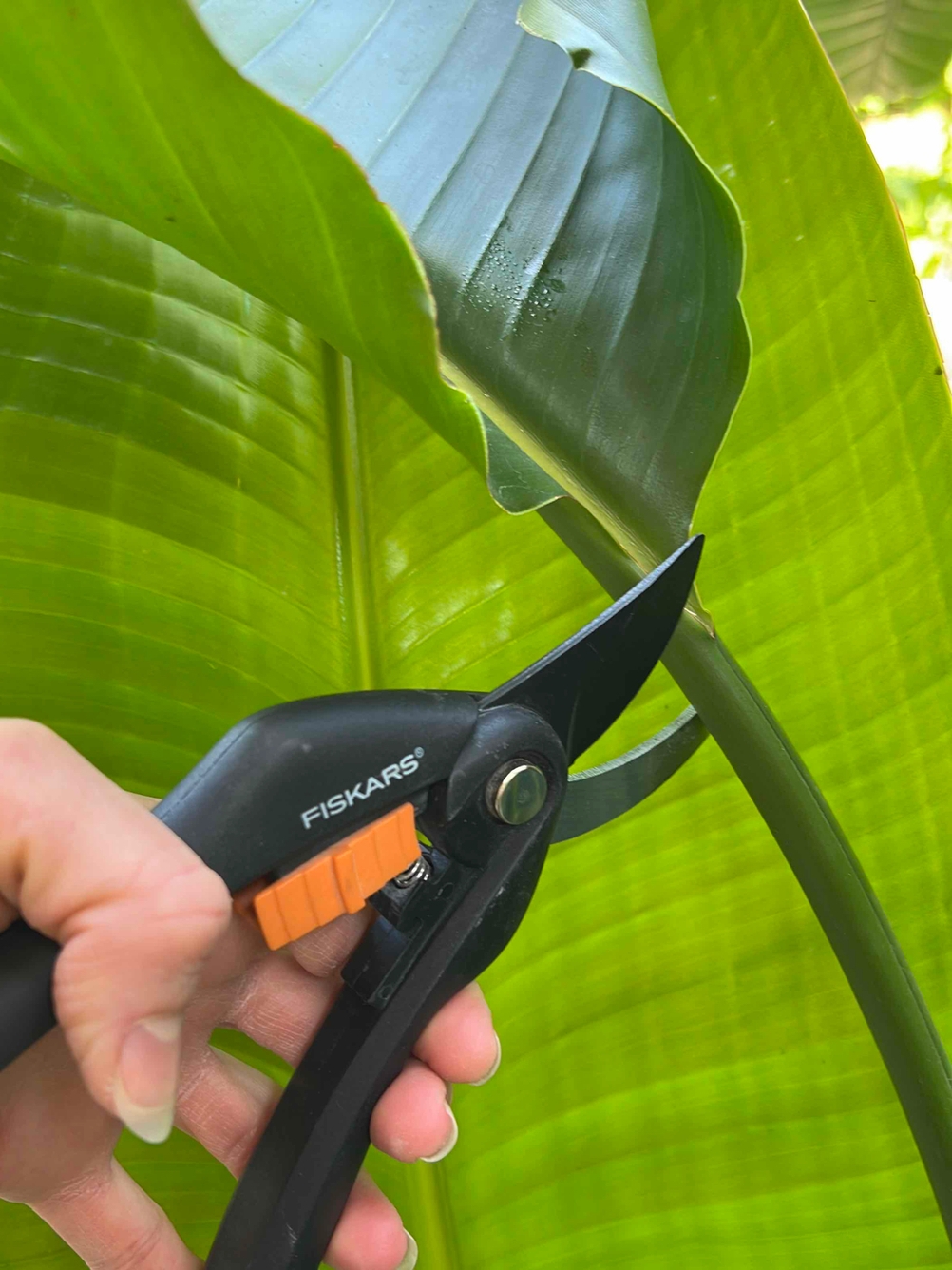 Gartenschere im Test: Jemand schneidet mit einer Fiskars-Gartenschere ein Blatt ab.