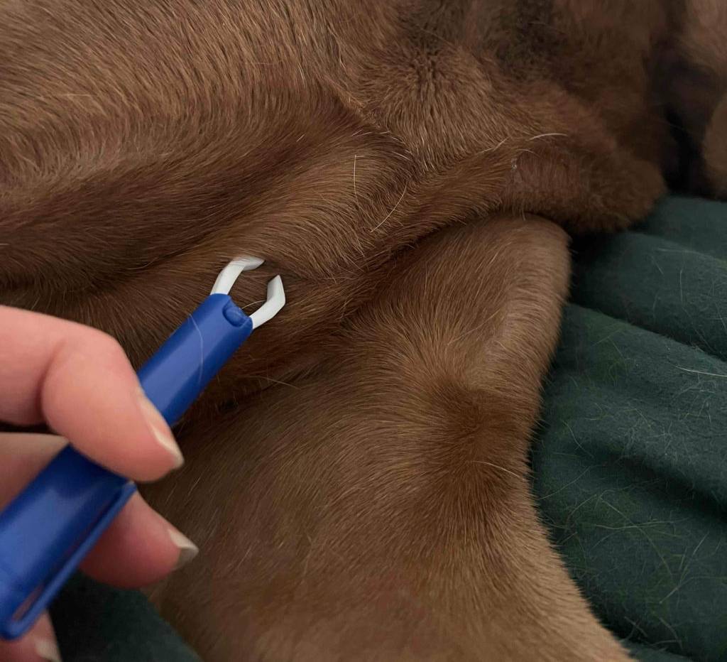 Zeckenzange-Test: eine Zeckenzange wird bei einem Hund angewendet.