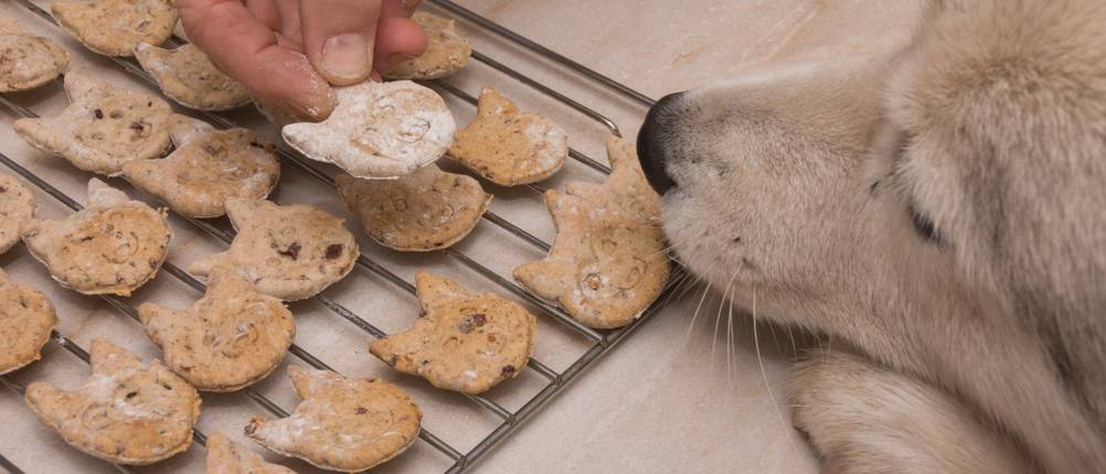 backmatte-hundekekse-test