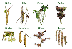 allergieausläser bäume
