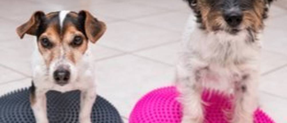 zwei hunde auf balance-pads