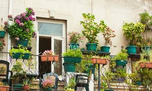 Auf einem Balkon stehen viele verschiedene Pflanzen und Blumen. Die Balkontür ist geöffnet und auf dem Balkon stehen auch Stühle und ein kleiner Tisch.