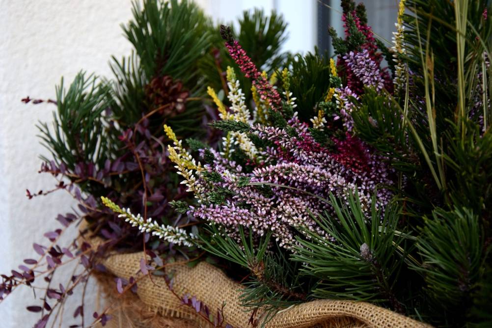Winterharte-Balkonpflanzen-Test: Immergrüne und farbige winterharte Pflanzen für den Balkon.