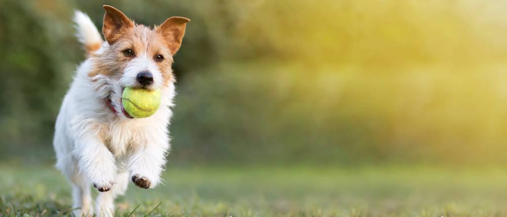 Ballschleuder Hund Test