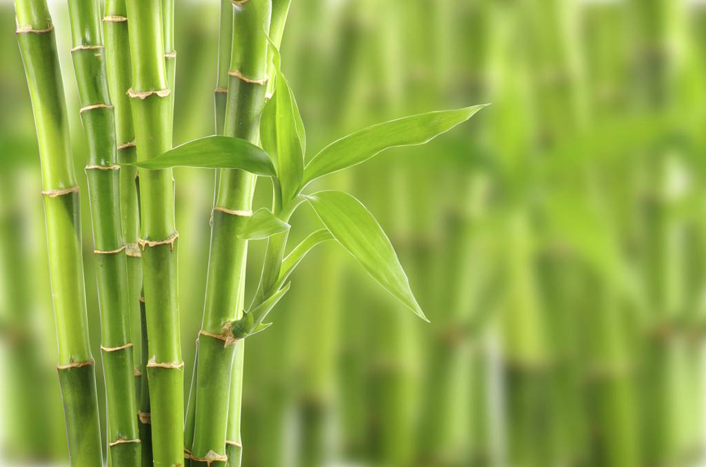 Bambus für Bambusdecke