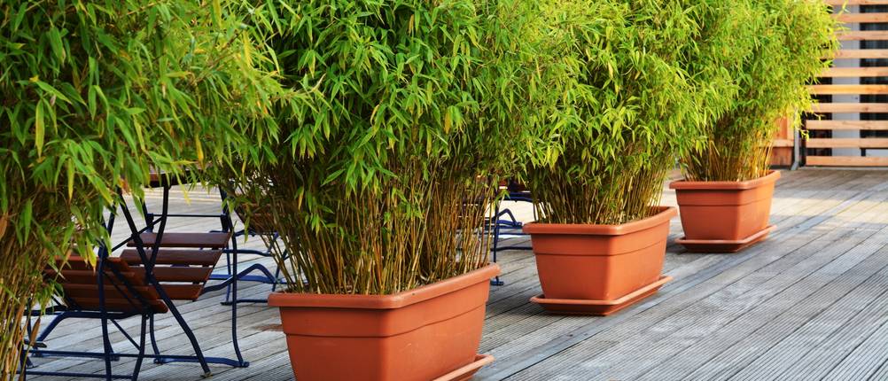 bambus-pflanze-test
