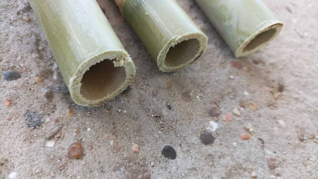 Ansicht in den Hohlraum von getesteten Bambusröhrchen, die nebeneinander auf einem Sandboden liegen.