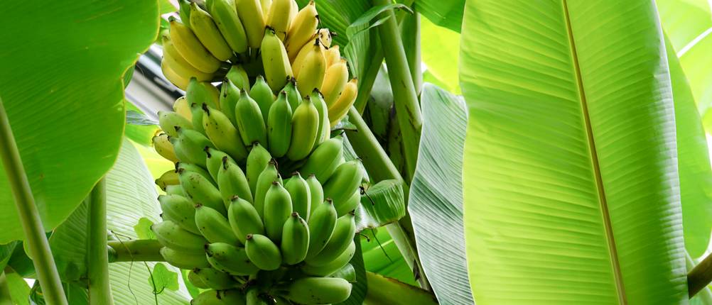 Bananenpflanzen-Test: Eine Bananenstaude ist mit vielen Früchten behangen.