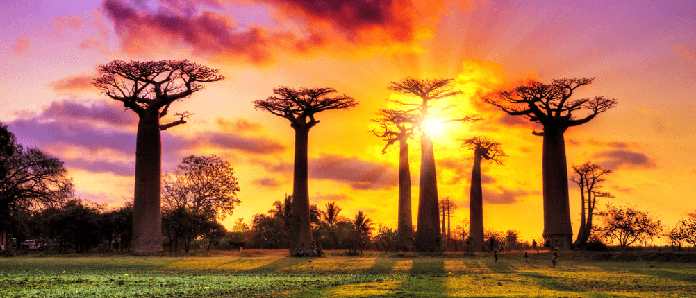 Baobab-Test: Mehrere Baobab-Bäume bei Sonnenaufgang. 