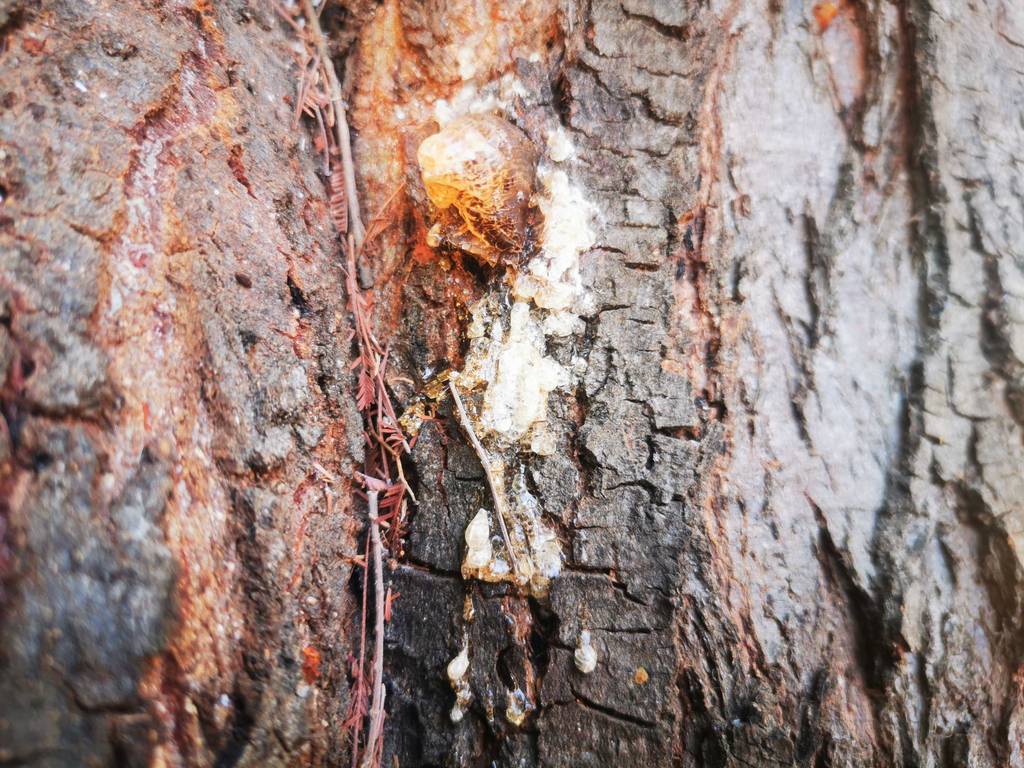 Getestet: Der Baumharz befindet sich im Rohzustand als Hazkristall auf der Baumrinde.