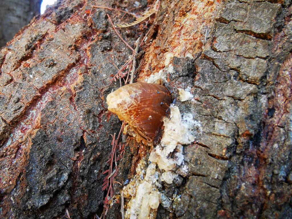 Baumharz im Test: Eine ausgebildete Harznase befindet sich auf einem Baumstamm.