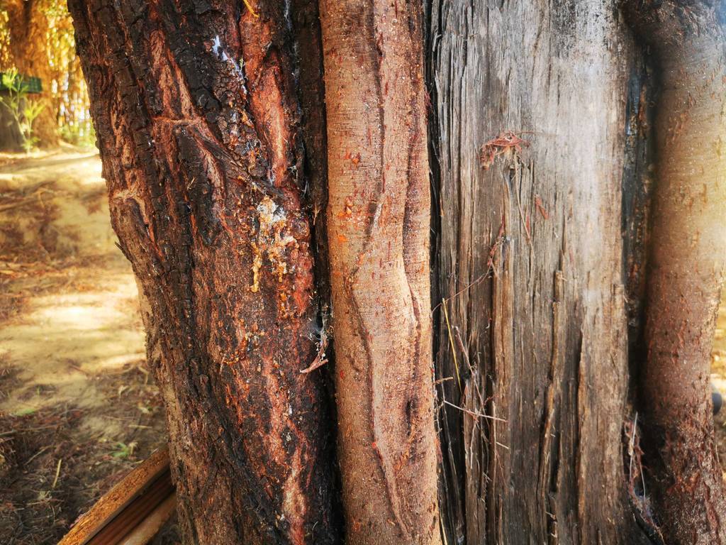 Im Test: Der Baumharz befindet sich auf mehreren Baumstammbereichen.