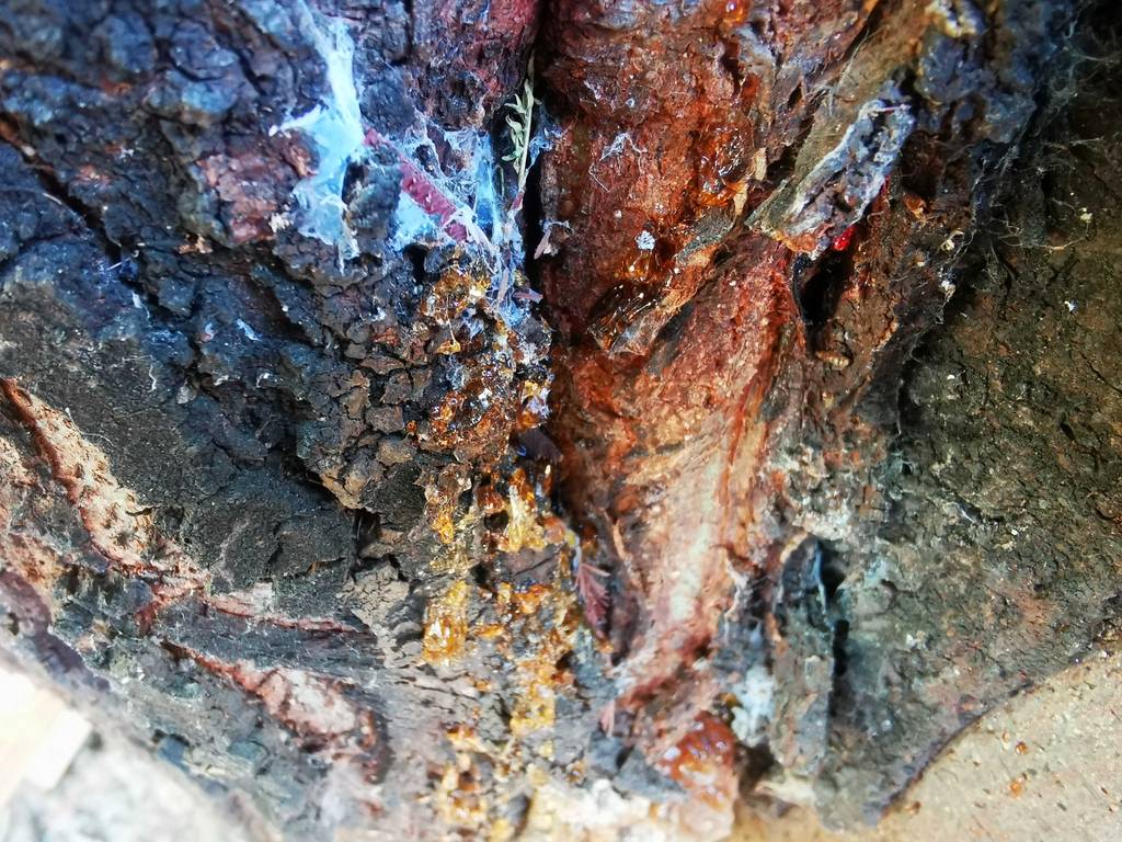 Baumharz getestet: Weißlicher Harz befindet sich auf einem Baumstamm.