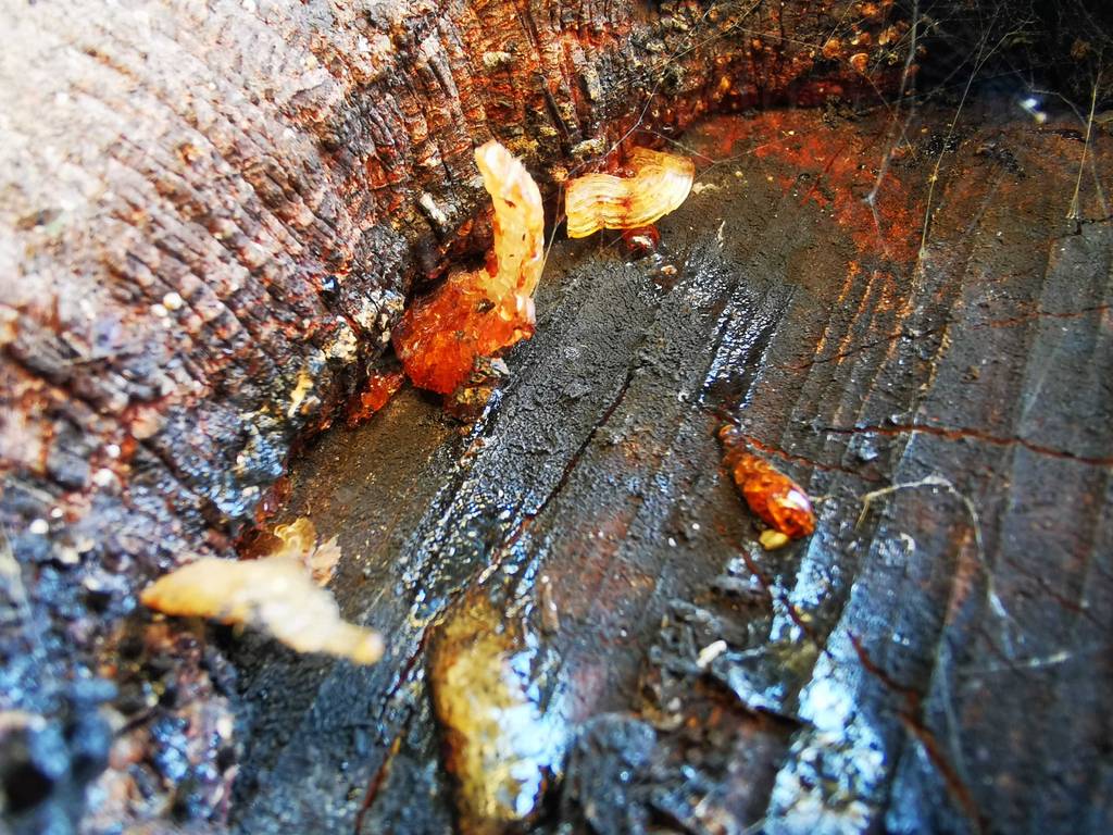 Ausgebildete Harzstücke in einem beschädigten Bereich auf dem Baumstamm mit dem getesteten Baumharz.