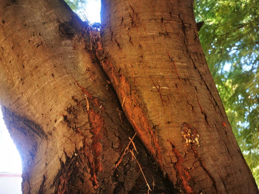 Baumharz-Test: Ansicht eines südeuropäischen Baumes mit Harzbildung am Stamm.