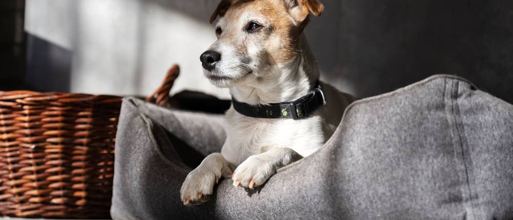 Bedsure-Hundebett Test