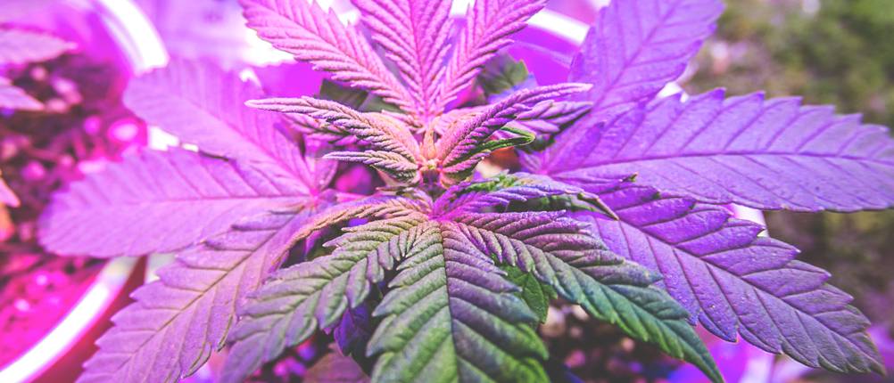Cannabis-Dünger getestet: Cannabispflanze in einem weißen Topf wird mit violettem Licht beleuchtet.
