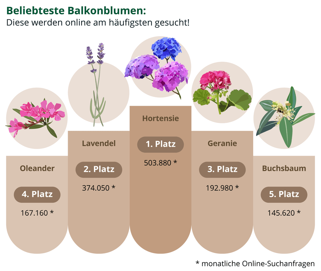 beliebteste-balkonblumen-infografik-top-5