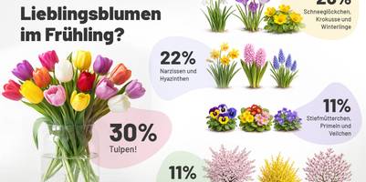 Eine Collage mit Darstellung verschiedener Blumen. Das Bild stellt die Ergebnisse der Umfrage "Was sind Ihre Lieblingsblumen im Frühling?" dar. Links ist am größten ein Straus Tulpen in einer Vase zu sehen. Rechts sind untereinander jeweils in Gruppen verschiedene Blumengruppen zu sehen. Die oberste Reihe sind Frühblüher, darunter Narzissen und Hyazinthen. Darunter Stiefmütterchen und Primeln. Ganz unten sind 3 Bäume mit Blüten zu sehen. Jeweils neben den Blumen stehen die Angaben, wie viele Personen sich für diese Blumen entschieden haben. Unten links im Bild befindet sich das vergleich.org-Logo sowie die Quellenangabe.