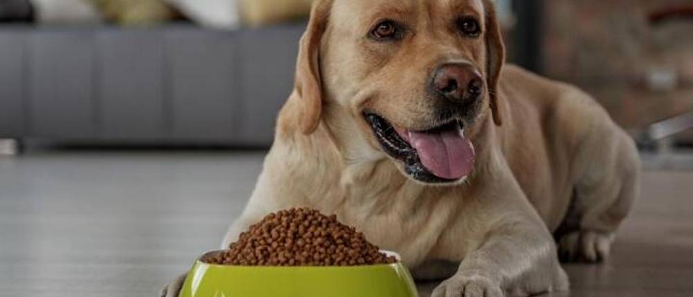 bellfor-hundefutter-test