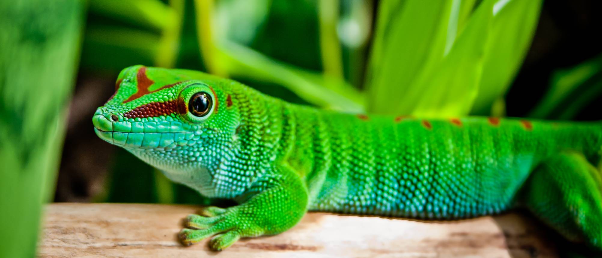 Beregnungsanlage Terrarium Top 10 Test & Vergleich