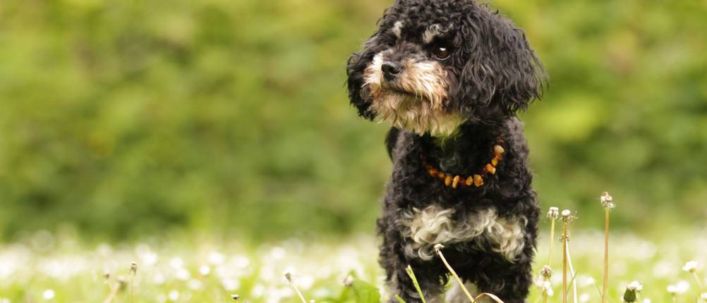 Bernstein-Halsband-Hund-Test