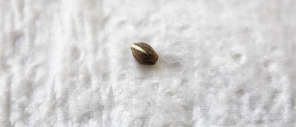 Plattformen zum Cannabissamen kaufen im Test: Ein Samen liegt auf einem Tuch und beginnt zu keimen.