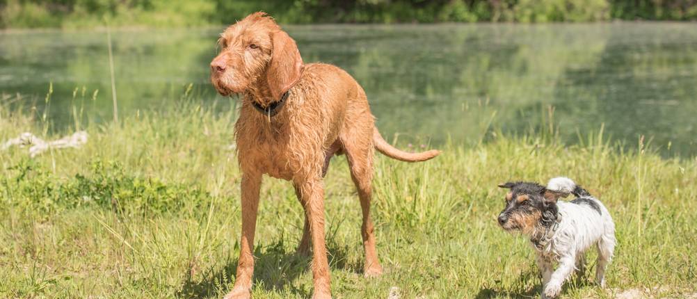CBD-Öl für den Hund kaufen: Zwei unterschiedliche große Hunde stehen nebeneinander.