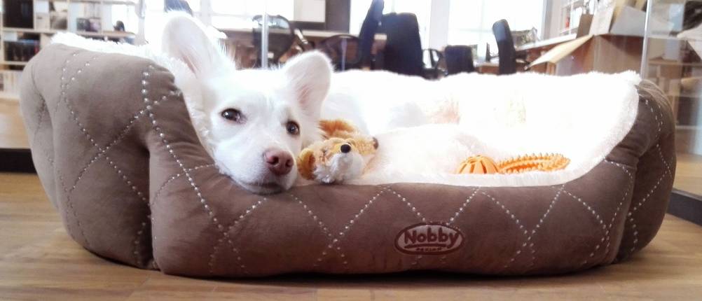 hundebett nobby