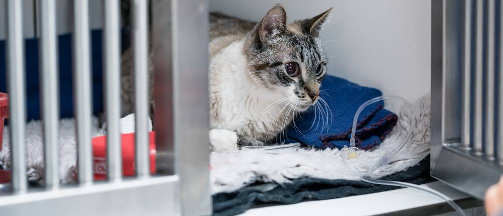Katzenkrankenversicherung-Vergleich: Eine Katze sitzt in einer Tierklinik in einem Käfig.