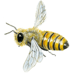 Bienen