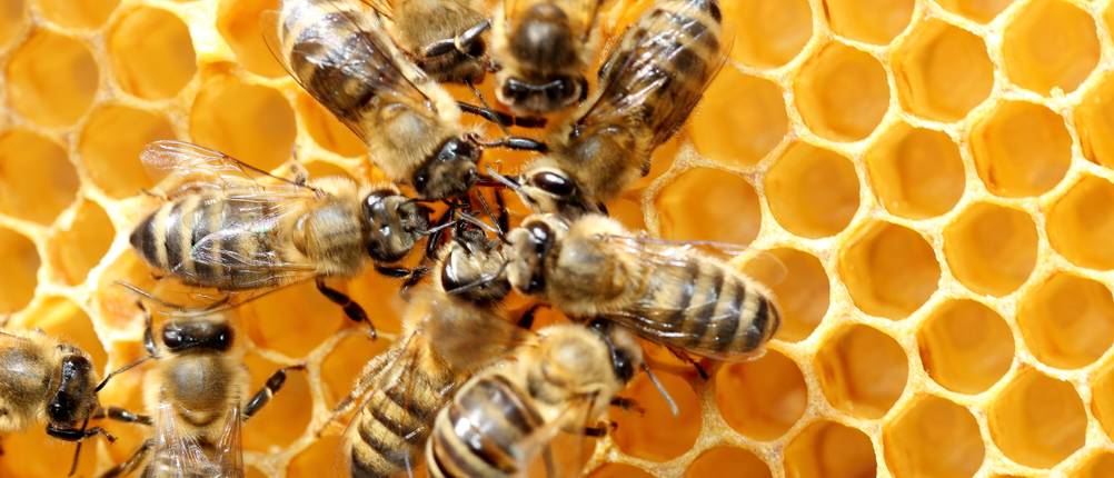 Bienenfutter-Test
