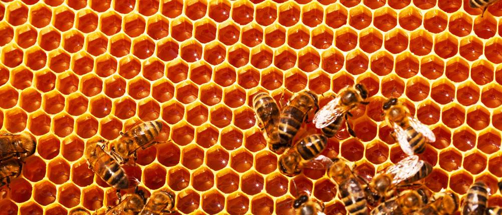 Bienenkittharz Anwendung