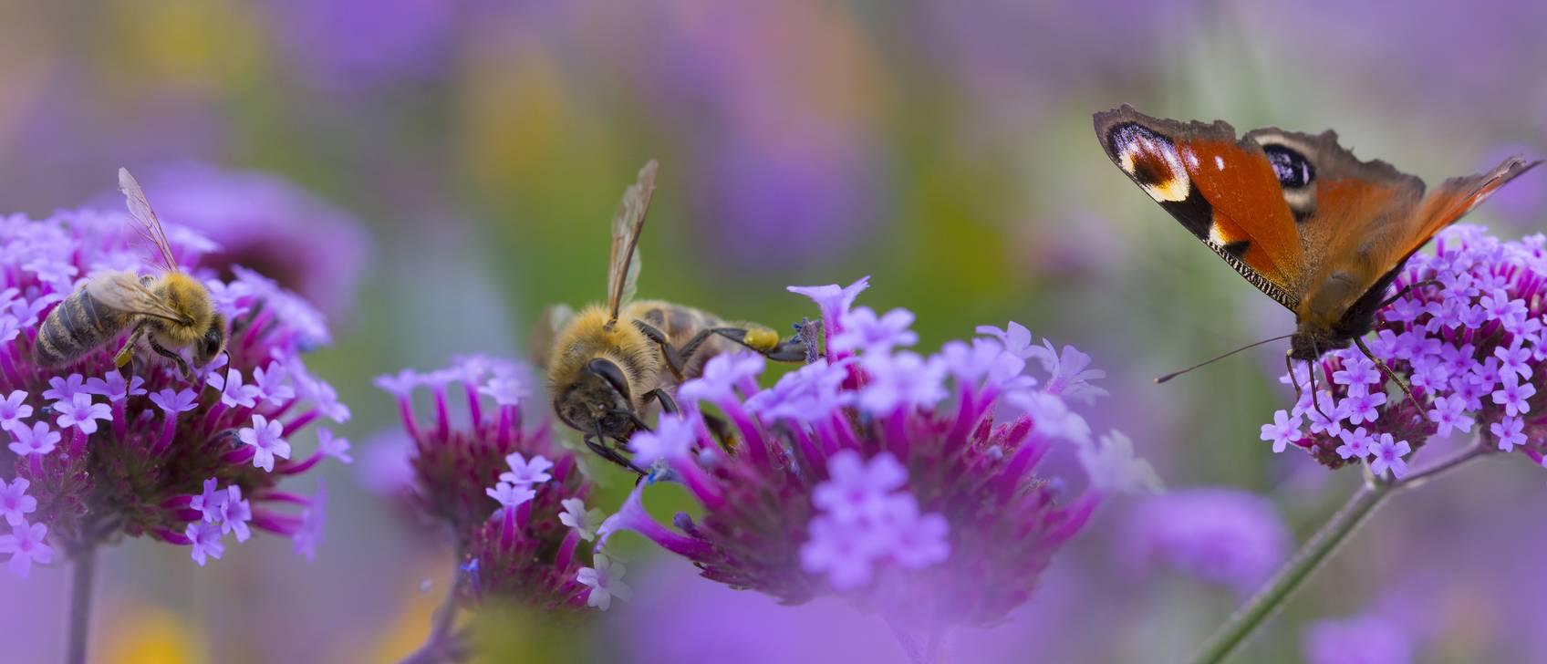 Bienenweide Test & Vergleich » Top 13 im Mai 2025