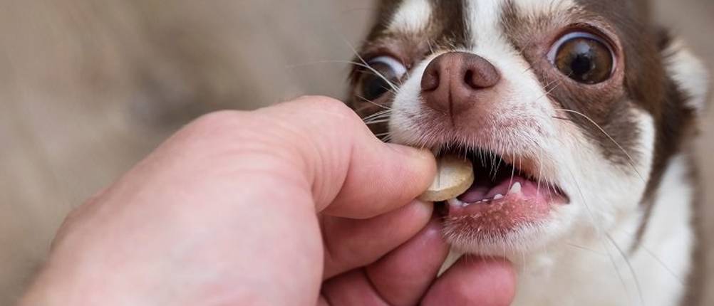 biotin-für-hunde-test