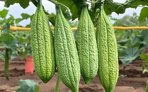 Bittermelone-Kapsel-Test: An einem Strauch hängen drei Bittermelonen. 