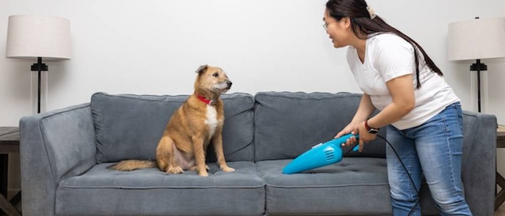 Getesteter Handstaubsauger von Black und Decker: Eine junge Frau saugt mit einem türkisfarbenen Handsauger ein Sofa, auf dem ein Hund sitzt.