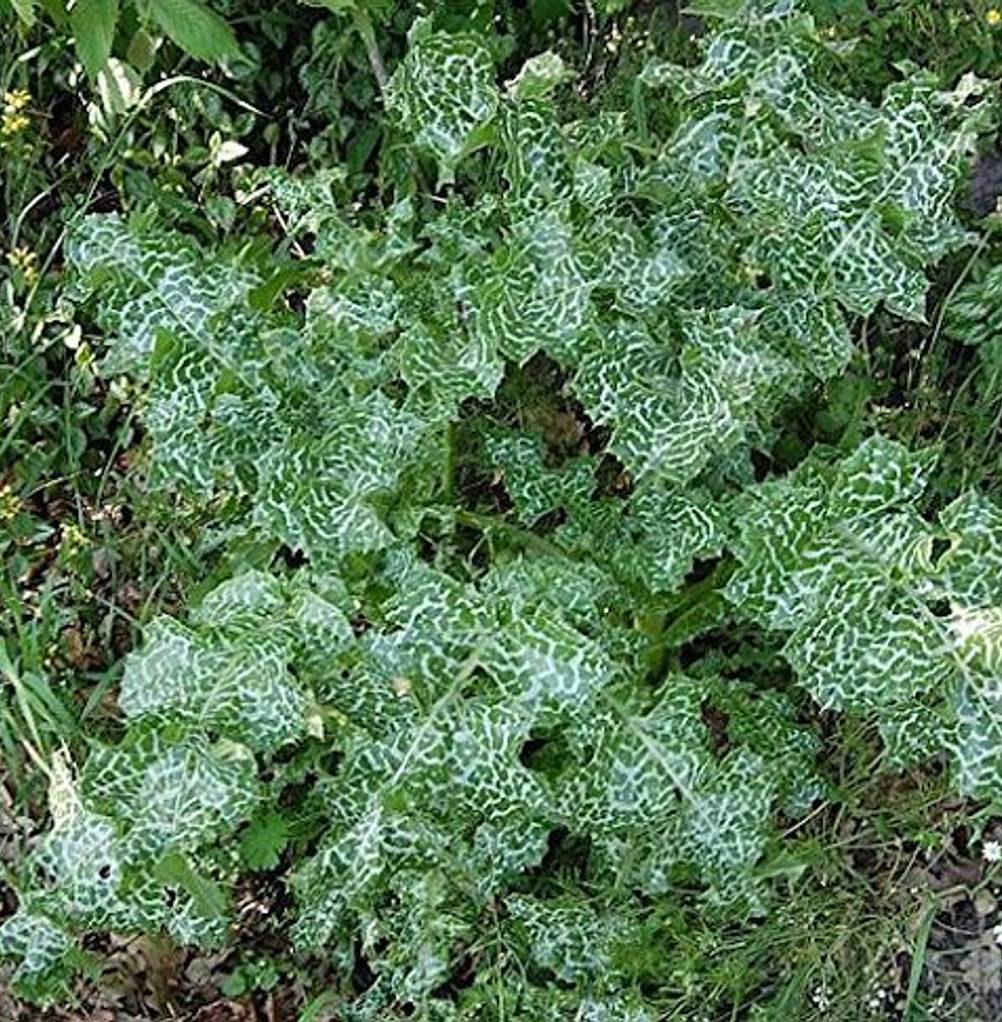 Blätter der Mariendistel