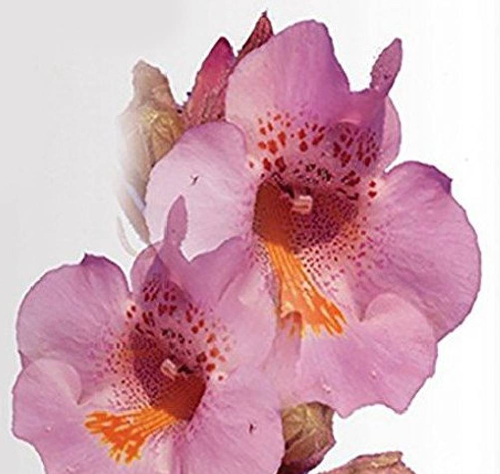 teufelskrallen-blüten