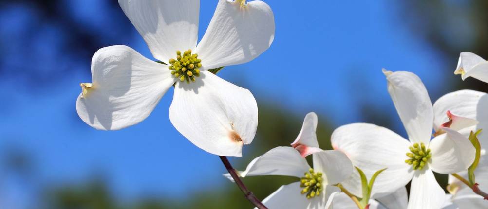 Blumen-Hartriegel Test