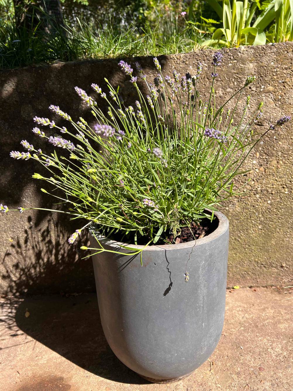 Ein grauer Blumentopf mit grünen Pflanzen