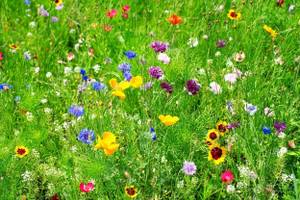 blumenwiese-samen-demeter-saatgut