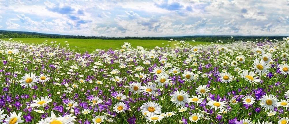 blumenwiese-samen-fetzer