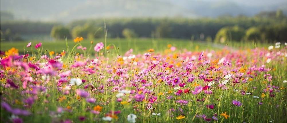blumenwiese-samen-test