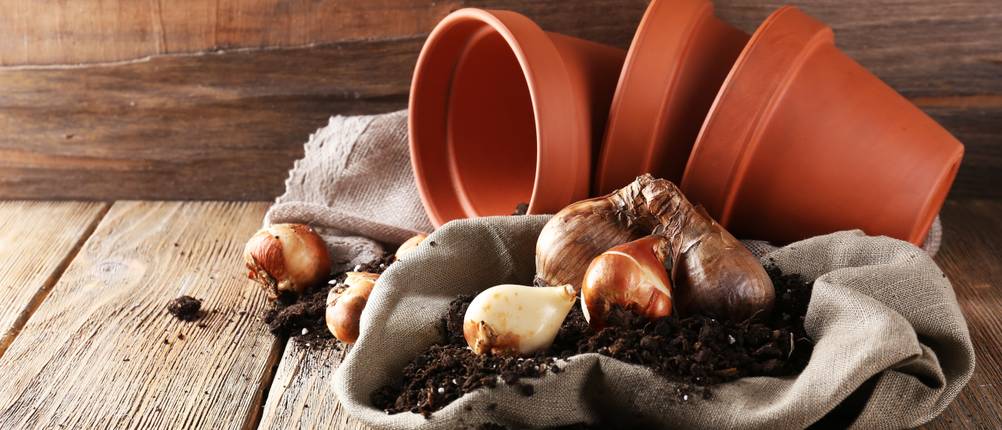 Blumenzwiebelpflanzer-Test: Blumenzwiebeln mit Blumentöpfen und Erde auf hölzernem Untergrund. 