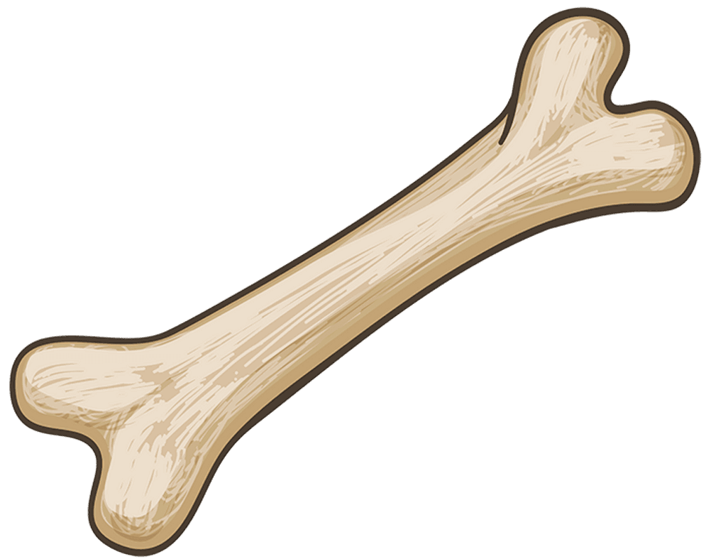 knochen