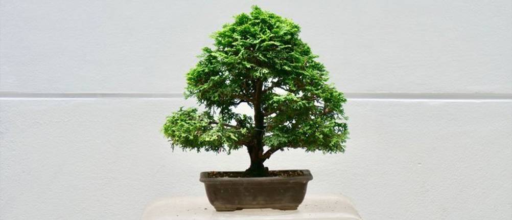 bonsai-duenger-test