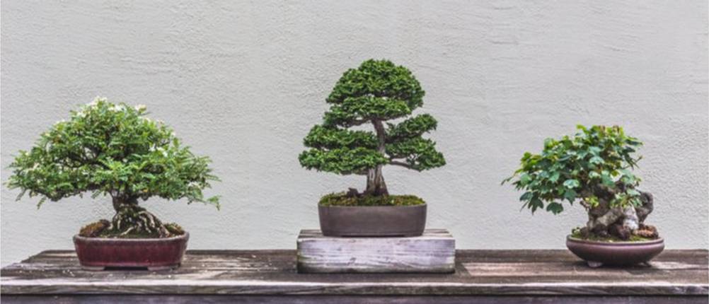 bonsai-samen-test